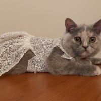 British Shorthair, Kedi  Mırmır fotoğrafı