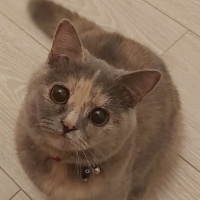 British Shorthair, Kedi  Mırmır fotoğrafı