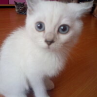 British Shorthair, Kedi  Kaymak fotoğrafı