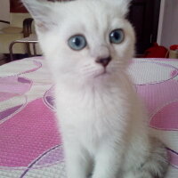 British Shorthair, Kedi  Kaymak fotoğrafı