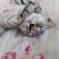 British Shorthair, Kedi  Alexander fotoğrafı