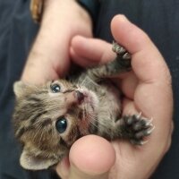 British Shorthair, Kedi  Alexander fotoğrafı