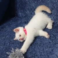 Exotic Shorthair, Kedi  Minnoş fotoğrafı