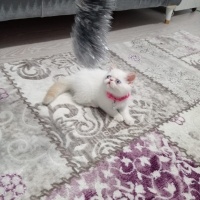 Exotic Shorthair, Kedi  Minnoş fotoğrafı