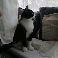 Tuxedo (Smokin) Kedi, Kedi  Hamdi fotoğrafı