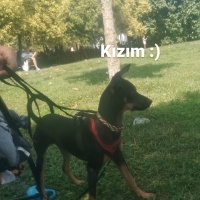 Minyatür Pinscher, Köpek  Gece fotoğrafı