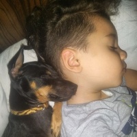 Minyatür Pinscher, Köpek  Gece fotoğrafı