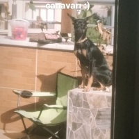Minyatür Pinscher, Köpek  Gece fotoğrafı