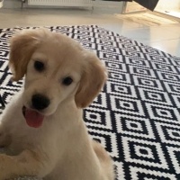 Golden Retriever, Köpek  Misha fotoğrafı