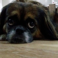 Pekingese, Köpek  Pati fotoğrafı