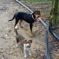 Jack Russell Terrier, Köpek  jack fotoğrafı