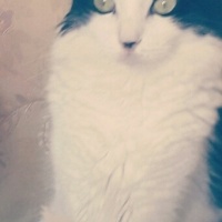 Abyssinian, Kedi  minnos fotoğrafı