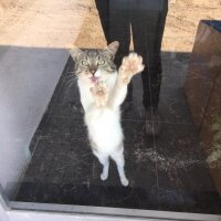 Tekir Kedi, Kedi  BEHO fotoğrafı