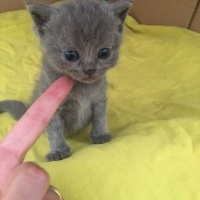 British Shorthair, Kedi  Masum fotoğrafı