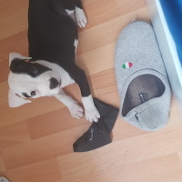 Amerikan Staffordshire Terrier, Köpek  Talya fotoğrafı