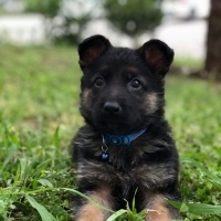 Alman Çoban Köpeği, Köpek  Mirza fotoğrafı