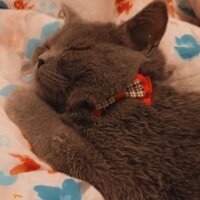 British Shorthair, Kedi  Carlos oğlumuza eş arıyoruz ? fotoğrafı