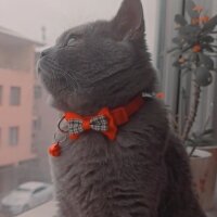 British Shorthair, Kedi  Carlos oğlumuza eş arıyoruz ? fotoğrafı