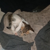 Tekir Kedi, Kedi  Boncuk fotoğrafı