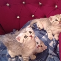 Scottish Fold, Kedi  Minisler fotoğrafı