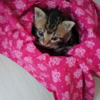 Tekir Kedi, Kedi  Böğürtlen fotoğrafı