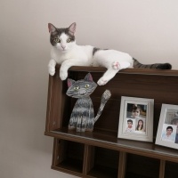 Tekir Kedi, Kedi  PAŞA fotoğrafı