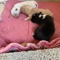 Chihuahua, Köpek  Çeku fotoğrafı