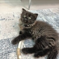 Scottish Fold, Kedi  Narin fotoğrafı