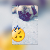 Pug, Köpek  Maya fotoğrafı