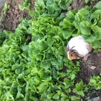 Guinea Pig, Kemirgen  Pişmaniye fotoğrafı