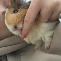 Guinea Pig, Kemirgen  Pişmaniye fotoğrafı