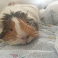 Guinea Pig, Kemirgen  Pişmaniye fotoğrafı