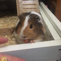 Guinea Pig, Kemirgen  Pişmaniye fotoğrafı