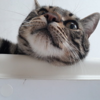 Tekir Kedi, Kedi  puffy fotoğrafı