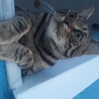 Tekir Kedi, Kedi  puffy fotoğrafı