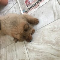 Chow Chow (çin Aslanı), Köpek  Alex fotoğrafı