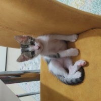 Tekir Kedi, Kedi  Bebiş fotoğrafı