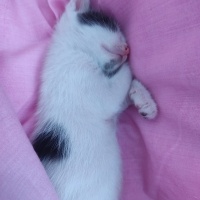 Tekir Kedi, Kedi  Bebiş fotoğrafı