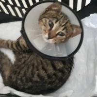 Tekir Kedi, Kedi  Mucize fotoğrafı