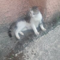 Tekir Kedi, Kedi  Sherlock fotoğrafı