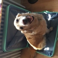Golden Retriever, Köpek  Şans fotoğrafı