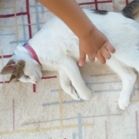 Tekir Kedi, Kedi  PONÇİK fotoğrafı
