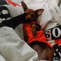 Minyatür Pinscher, Köpek  lilith fotoğrafı