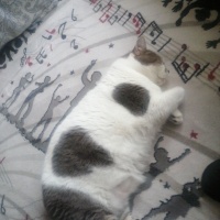 Tekir Kedi, Kedi  Korkuttin fotoğrafı