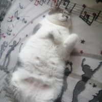 Tekir Kedi, Kedi  Korkuttin fotoğrafı