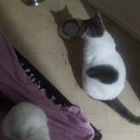 Tekir Kedi, Kedi  Korkuttin fotoğrafı