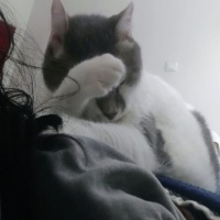 Tekir Kedi, Kedi  Korkuttin fotoğrafı