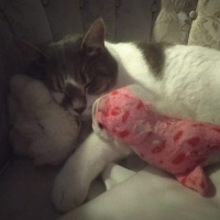 Tekir Kedi, Kedi  Korkuttin fotoğrafı