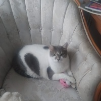 Tekir Kedi, Kedi  Korkuttin fotoğrafı