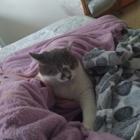 Tekir Kedi, Kedi  Korkuttin fotoğrafı